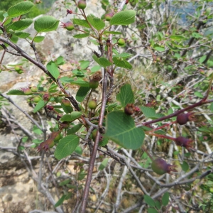 Photographie n°724242 du taxon Amelanchier ovalis Medik. [1793]