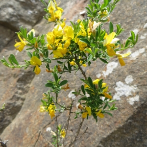 Photographie n°724259 du taxon Genista pilosa L. [1753]