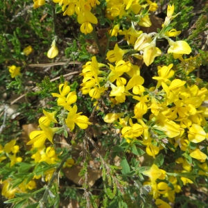 Photographie n°724261 du taxon Genista pilosa L. [1753]