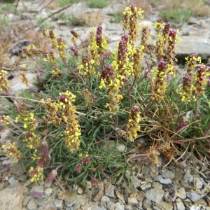 Photographie n°724270 du taxon Plantago holosteum Scop. [1771]