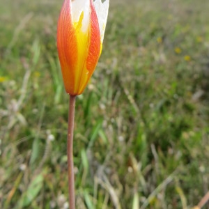 Photographie n°724273 du taxon Tulipa sylvestris subsp. australis (Link) Pamp. [1914]