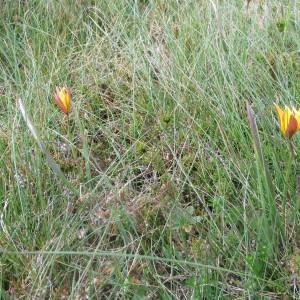 Photographie n°724274 du taxon Tulipa sylvestris subsp. australis (Link) Pamp. [1914]