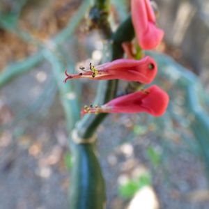 Photographie n°724504 du taxon Euphorbia tithymaloides L.
