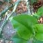  Hugo Santacreu - Euphorbia tithymaloides L.
