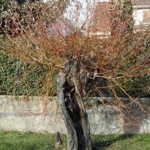 Photographie n°724667 du taxon Salix alba var. vitellina (L.) Stokes [1812]