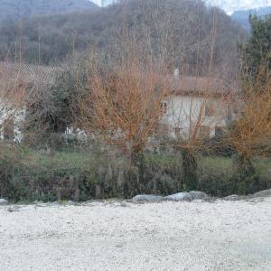 Photographie n°724678 du taxon Salix alba var. vitellina (L.) Stokes [1812]