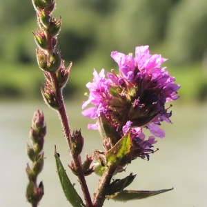 Photographie n°725109 du taxon Lythrum salicaria L. [1753]