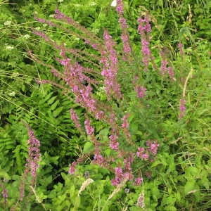 Photographie n°725111 du taxon Lythrum salicaria L. [1753]