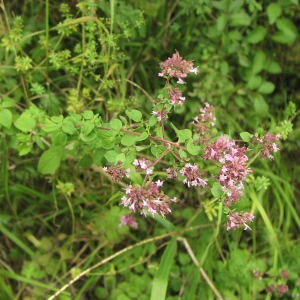 Photographie n°725222 du taxon Origanum vulgare L. [1753]