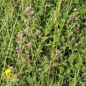 Photographie n°725223 du taxon Origanum vulgare L. [1753]