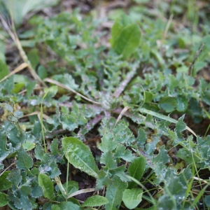 Photographie n°725243 du taxon Sonchus oleraceus L. [1753]