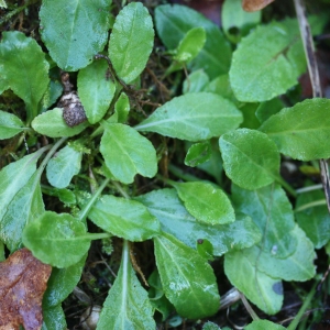 Photographie n°725244 du taxon Campanula rapunculus L. [1753]