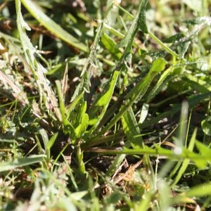 Photographie n°725248 du taxon Cichorium intybus L. [1753]