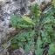  Thibaut Suisse - Crepis vesicaria L. [1753]