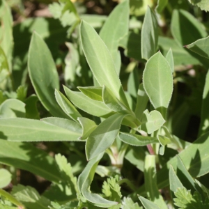 Photographie n°725267 du taxon Silene vulgaris (Moench) Garcke [1869]