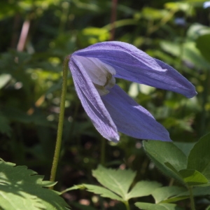 Photographie n°725317 du taxon Clematis alpina (L.) Mill. [1768]