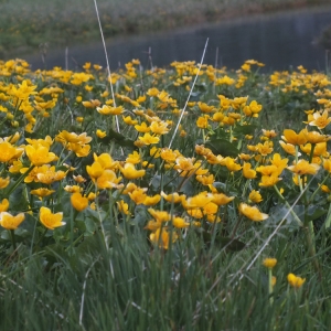 Photographie n°725318 du taxon Caltha palustris L. [1753]