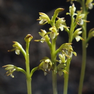 Photographie n°725320 du taxon Corallorhiza trifida Châtel. [1760]