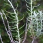  Liliane Roubaudi - Helichrysum stoechas (L.) Moench [1794]