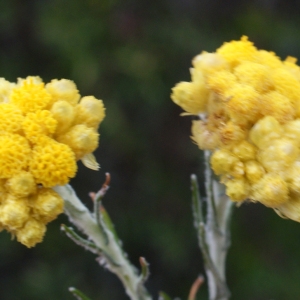 Photographie n°725505 du taxon Helichrysum stoechas (L.) Moench [1794]