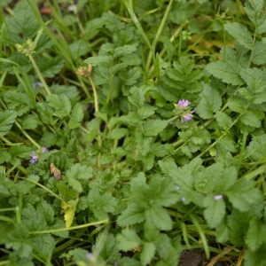 Photographie n°725520 du taxon Erodium moschatum (L.) L'Hér. [1789]