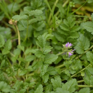 Photographie n°725522 du taxon Erodium moschatum (L.) L'Hér. [1789]