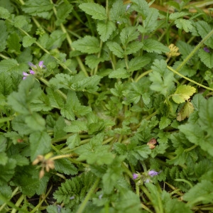 Photographie n°725523 du taxon Erodium moschatum (L.) L'Hér. [1789]