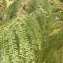  Liliane Roubaudi - Jacaranda mimosifolia D.Don [1822]