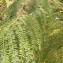  Liliane Roubaudi - Jacaranda mimosifolia D.Don [1822]