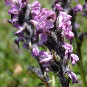 Photographie n°725581 du taxon Pedicularis rostratospicata Crantz [1769]