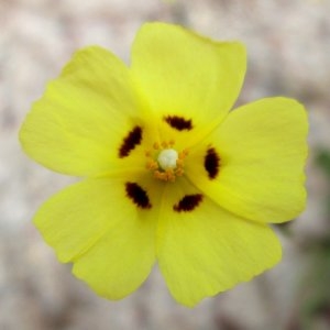 Photographie n°725587 du taxon Tuberaria guttata (L.) Fourr. [1868]