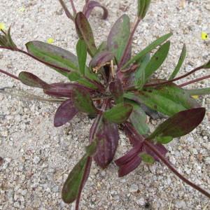 Photographie n°725588 du taxon Tuberaria guttata (L.) Fourr. [1868]