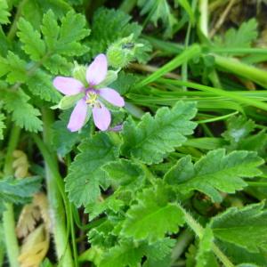 Photographie n°725596 du taxon Erodium L'Hér. [1789]