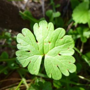 Photographie n°725601 du taxon Geranium rotundifolium L. [1753]