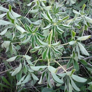 Photographie n°725602 du taxon Lupinus albus L. [1753]