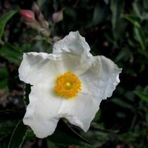 Photographie n°725608 du taxon Cistus laurifolius L. [1753]