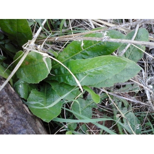 Lactuca sp.