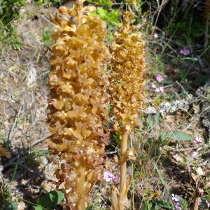 Photographie n°725632 du taxon Neottia nidus-avis (L.) Rich. [1817]