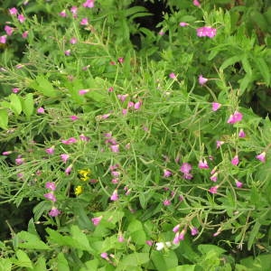 Photographie n°725676 du taxon Epilobium hirsutum L. [1753]