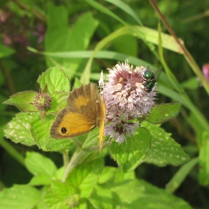 Photographie n°725677 du taxon Mentha aquatica L. [1753]