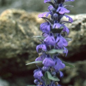 Photographie n°725686 du taxon Ajuga reptans L. [1753]