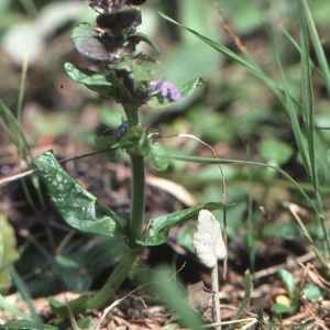 Photographie n°725687 du taxon Ajuga reptans L. [1753]