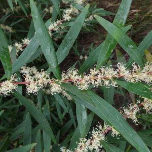  - Hakea salicifolia (Vent.) B.L.Burtt [1941]