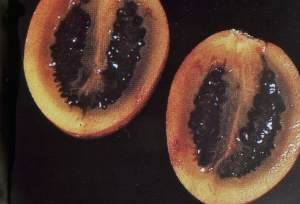 Liliane Roubaudi, le 18 octobre 2001 (Pérou)