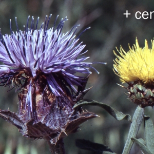 Photographie n°725696 du taxon Onobroma caeruleum (L.) Gaertn. [1791]