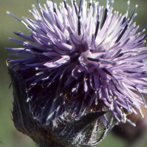 Photographie n°725697 du taxon Onobroma caeruleum (L.) Gaertn. [1791]