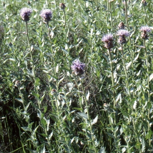 Photographie n°725698 du taxon Onobroma caeruleum (L.) Gaertn. [1791]