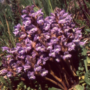Photographie n°725699 du taxon Orobanche ramosa L. [1753]
