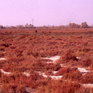 Photographie n°725702 du taxon Sarcocornia perennis (Mill.) A.J.Scott [1978]