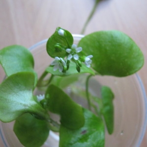 Photographie n°725728 du taxon Claytonia perfoliata Donn ex Willd. [1798]